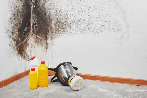 Best Mold Inspection  in Ramblewood, NJ