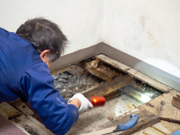 Best Residential Mold Removal  in Ramblewood, NJ