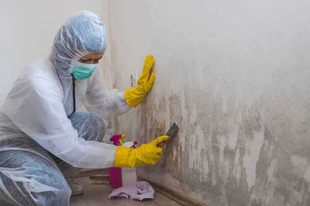 Mold Removal and Inspection in Ramblewood, NJ