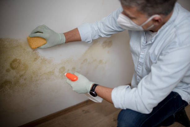 Best Mold Cleaning Services  in Ramblewood, NJ