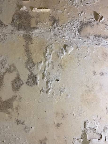 Best Commercial Mold Removal  in Ramblewood, NJ