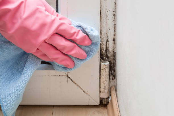 Best Mold Testing and Removal  in Ramblewood, NJ